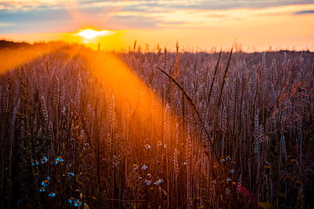 Photography of Wheat thumbnail