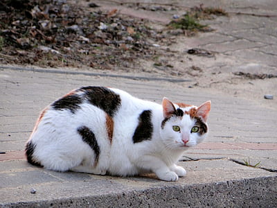 white and black cat on paved road thumbnail