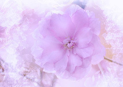 close up photography of purple flower thumbnail