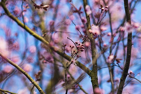 Pink spring flowers thumbnail