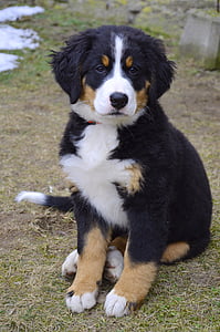 Bernese Mountain dog puppy sitting on the green grass field thumbnail