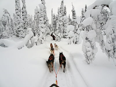 group of Siberian husky pulling sled on snow field during daytime thumbnail