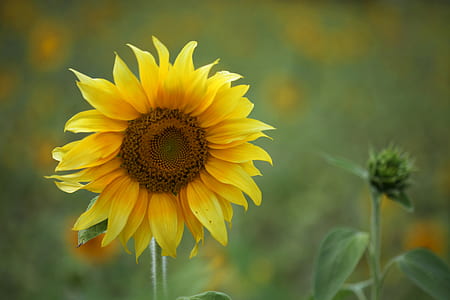 nature, garden, spring, flower thumbnail