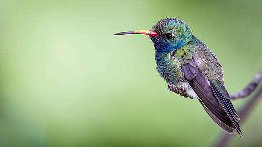 green and purple hummingbird perched on stem of plant thumbnail