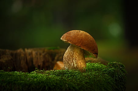 focus photo of brown mushroom thumbnail
