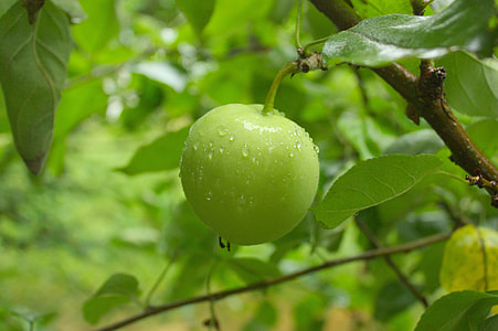 round green fruit with water dew at daytime thumbnail