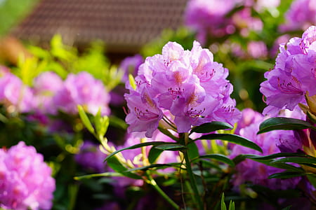 purple flowers thumbnail