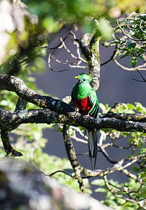green and red bird perched on tree branch thumbnail
