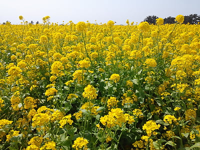 selective focus photo of yellow rapeseed flower field thumbnail