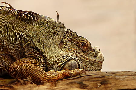gray reptile on tree log during daytime thumbnail
