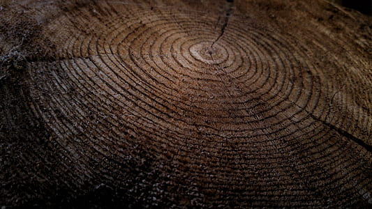 tree stump, tree, wood, texture thumbnail