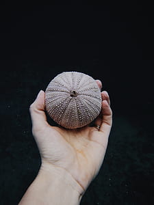 person holding sea urchin thumbnail