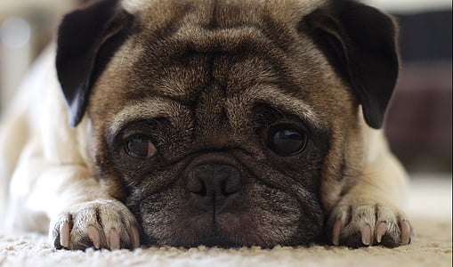 fawn pug close up photography thumbnail