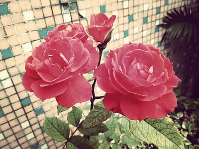 red flower in bloom thumbnail