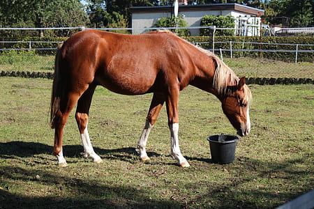 brown horse about to drink thumbnail