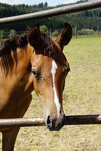 brown horse inside fence thumbnail