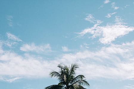 green palm tree under cloudy sky thumbnail