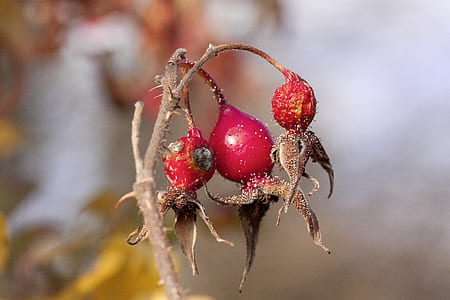 close-up photo of oval red fruit thumbnail