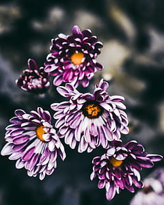 blooming purple flowers thumbnail
