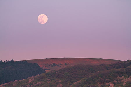 full moon above green dense forest thumbnail