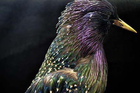 closeup photo of purple and green bird thumbnail