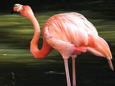 closeup photography of Greater Flamigon thumbnail