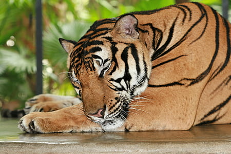 Bengal Tiger closing eyes thumbnail