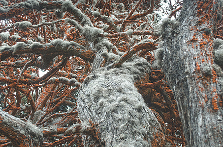trees with moss thumbnail
