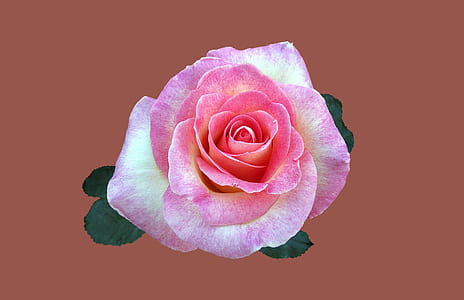 pink rose against brown background thumbnail
