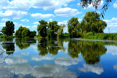 photography of trees beside body of water at daytime thumbnail