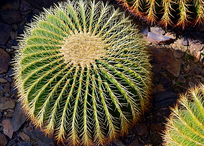 green cactus plant close-up photo thumbnail