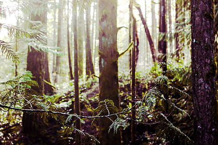 Dew On Forrest Branches In Sunlight Photo thumbnail