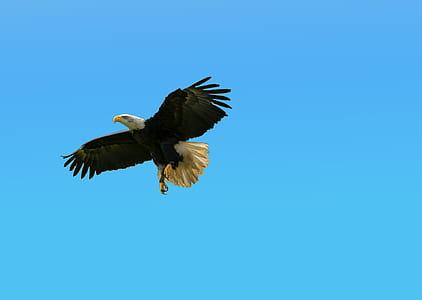 Bald Eagle flying through sky thumbnail