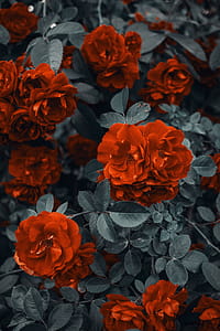 Red Roses thumbnail