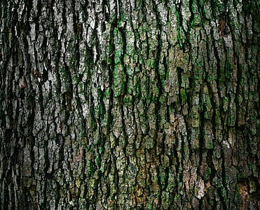 close up photography of tree trunk thumbnail