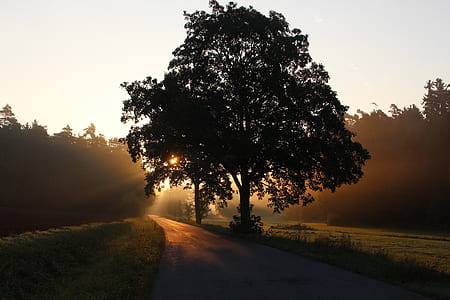 silhouette of tree during sunrise thumbnail