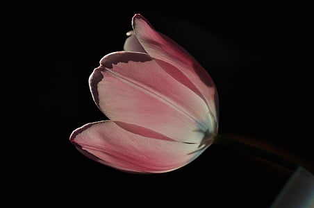 pink tulip flower thumbnail