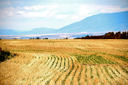 Rice Field thumbnail