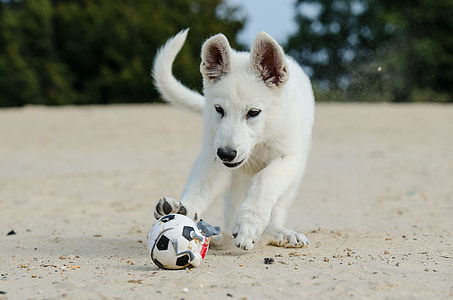 long-coat short-size white dog playing soccer ball during daytime thumbnail