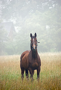 shallow focus photography of brown horse thumbnail