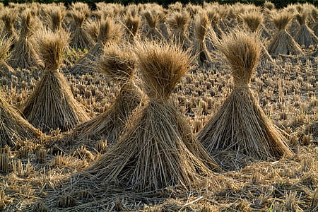 dried grass lot thumbnail