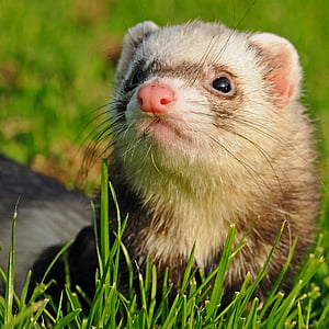 rodent on green grass selective focus photography thumbnail