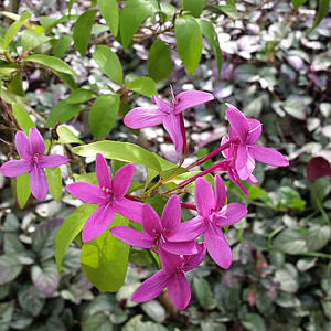 purple petaled flowers at daytime thumbnail