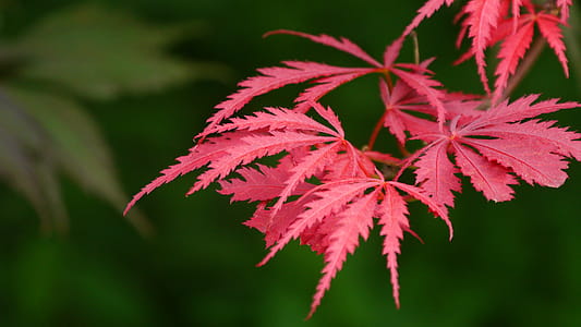 New leaf growth of a Japanese red maple tree with lacey leaves. thumbnail