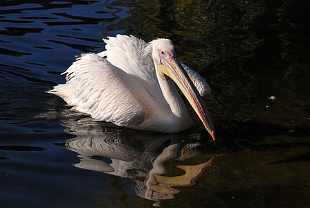 Great White Pelican, Pelican thumbnail