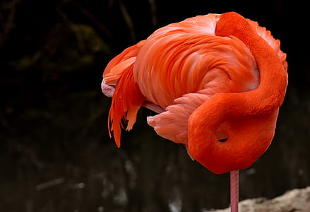 shallow focus photography of flamingo thumbnail