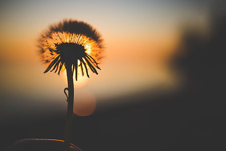 selective focus photography of white dandelion flower during golden hour thumbnail