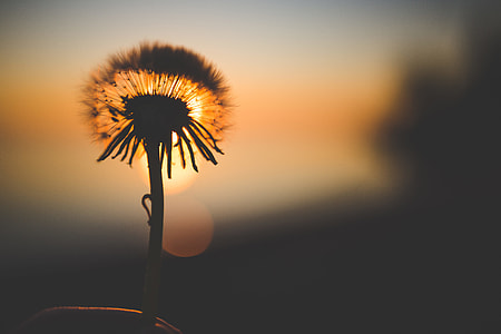 Silhouette of Dandelion Behind Sun thumbnail
