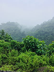 Green Leafed Plants Under Foggy Morning thumbnail