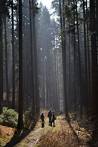 people standing near tall tree at daytime thumbnail